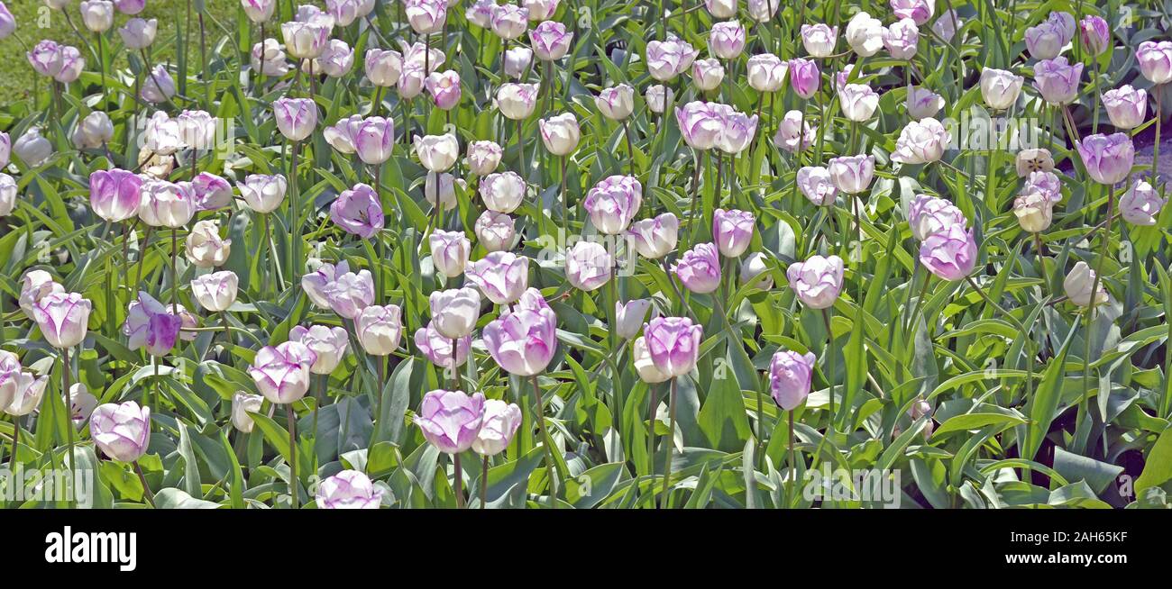 Paesaggio di tulipani in Olanda con multicolore verde, viola e rosa. Foto Stock