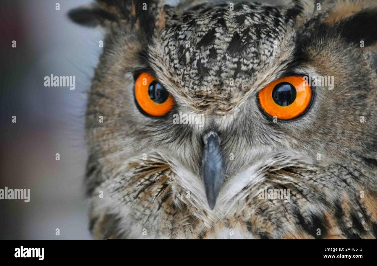 Chiudere fino agli occhi di un gufo reale su un sfondo unsharp Foto Stock