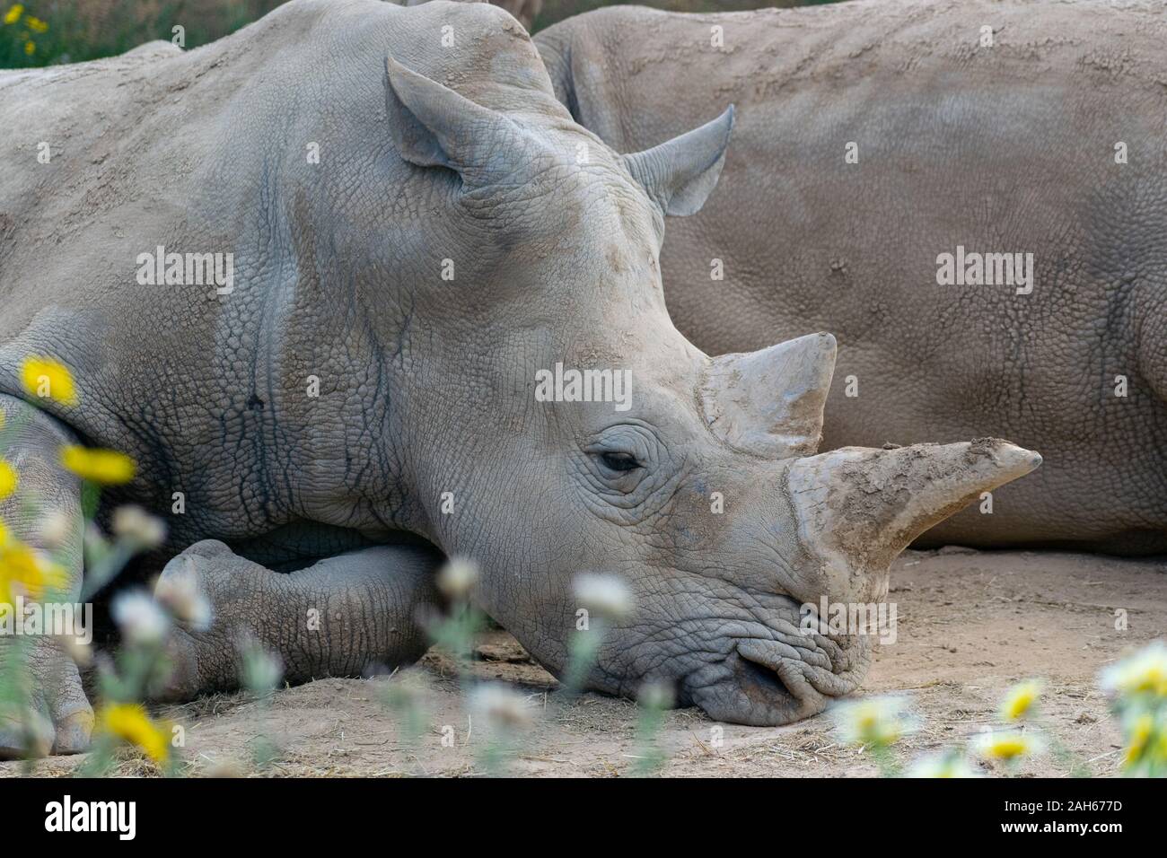 Rinoceronte bianco (Ceratotherium simum) close up shot, posa sulla terra Foto Stock