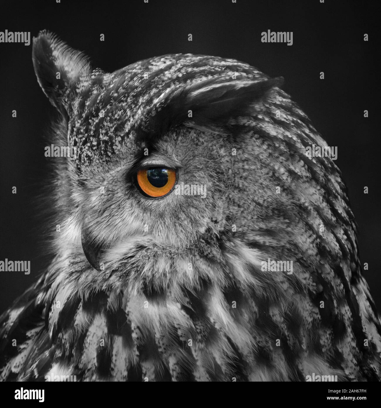 Gufo reale (Bubo bubo) Foto Stock