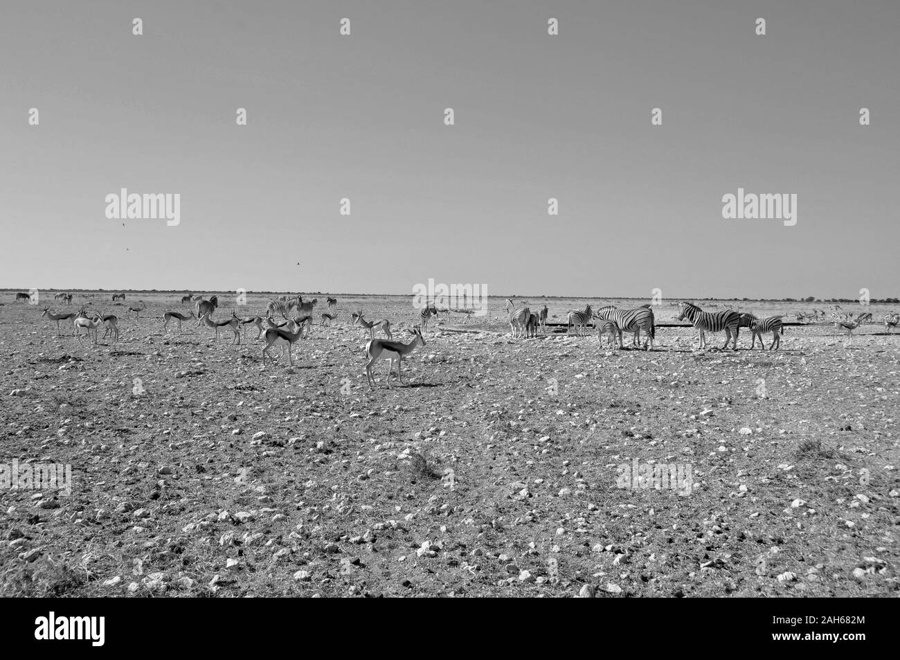 Zebre e antilopes a Etosha saline vicino Halali in Namibia. Foto Stock