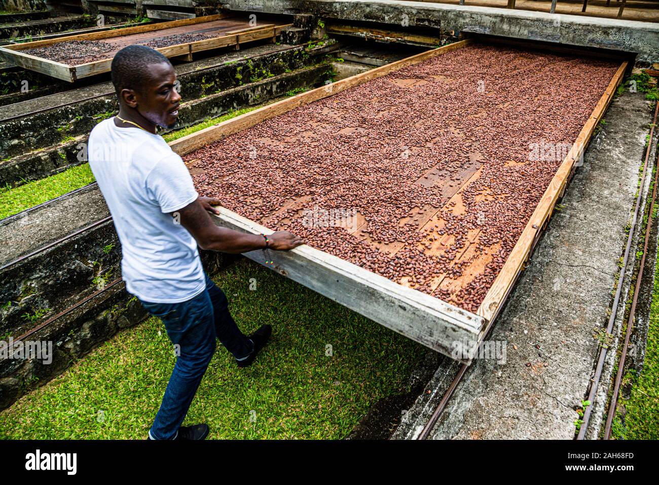 Un dipendente di Belmont Estate tira fuori al sole un vassoio di legno poco profondo pieno di fave di cacao fermentate vicino a Hermitage, Saint Patrick, Grenada. I vassoi scorrono su binari e possono essere arrotolati sotto un tetto fisso ogni volta che piove. Foto Stock