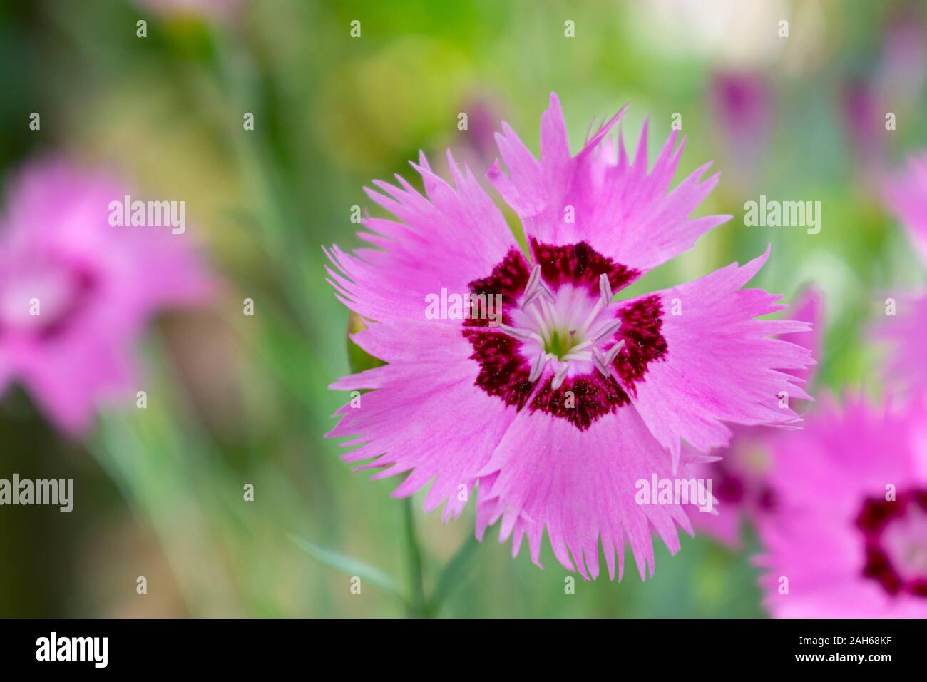 Dianthus rosa e fiori viola Foto Stock