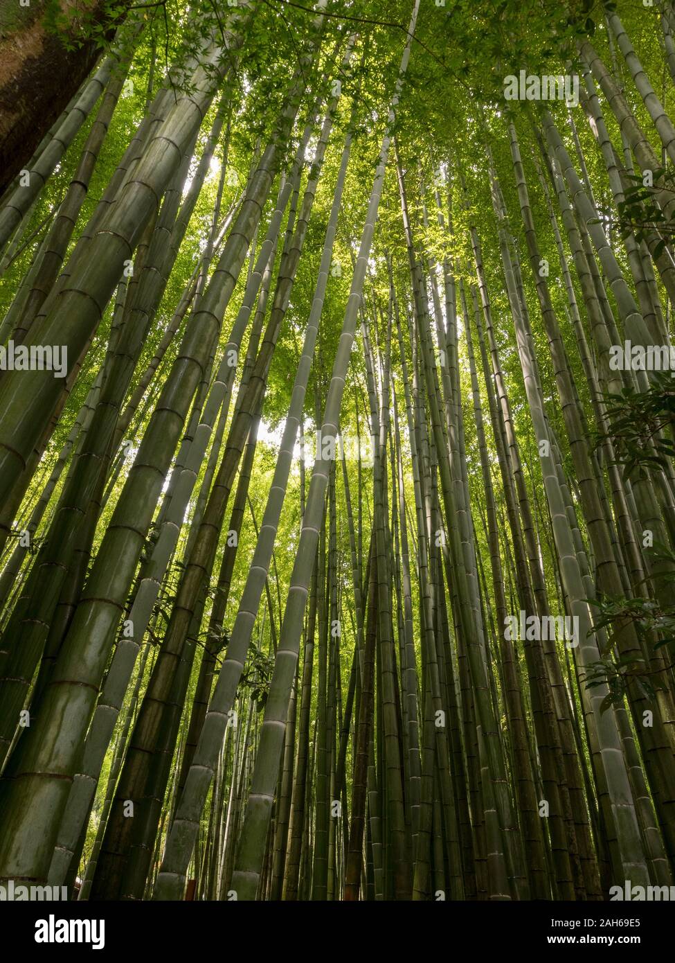 Foresta di bambù Foto Stock