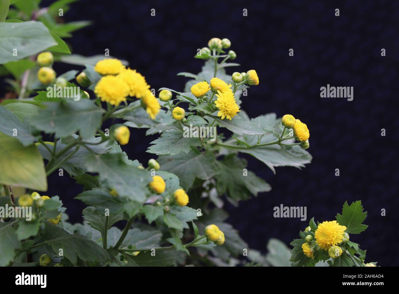 Costmary (Tanacetum balsamita) Fiori gialli Foto Stock