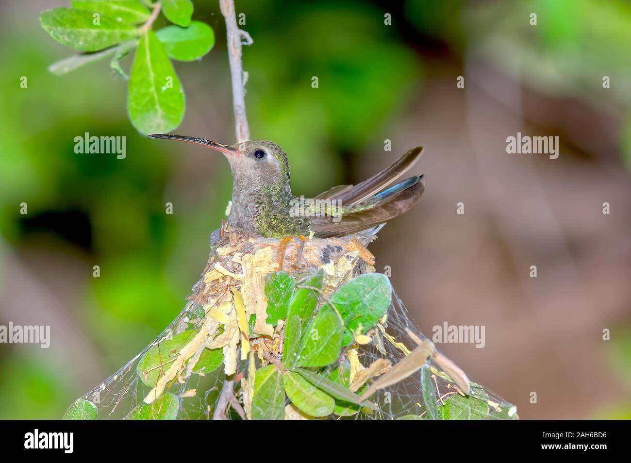 Una femmina di Anna Hummingbird nativo di Arizona su un nido. Foto Stock