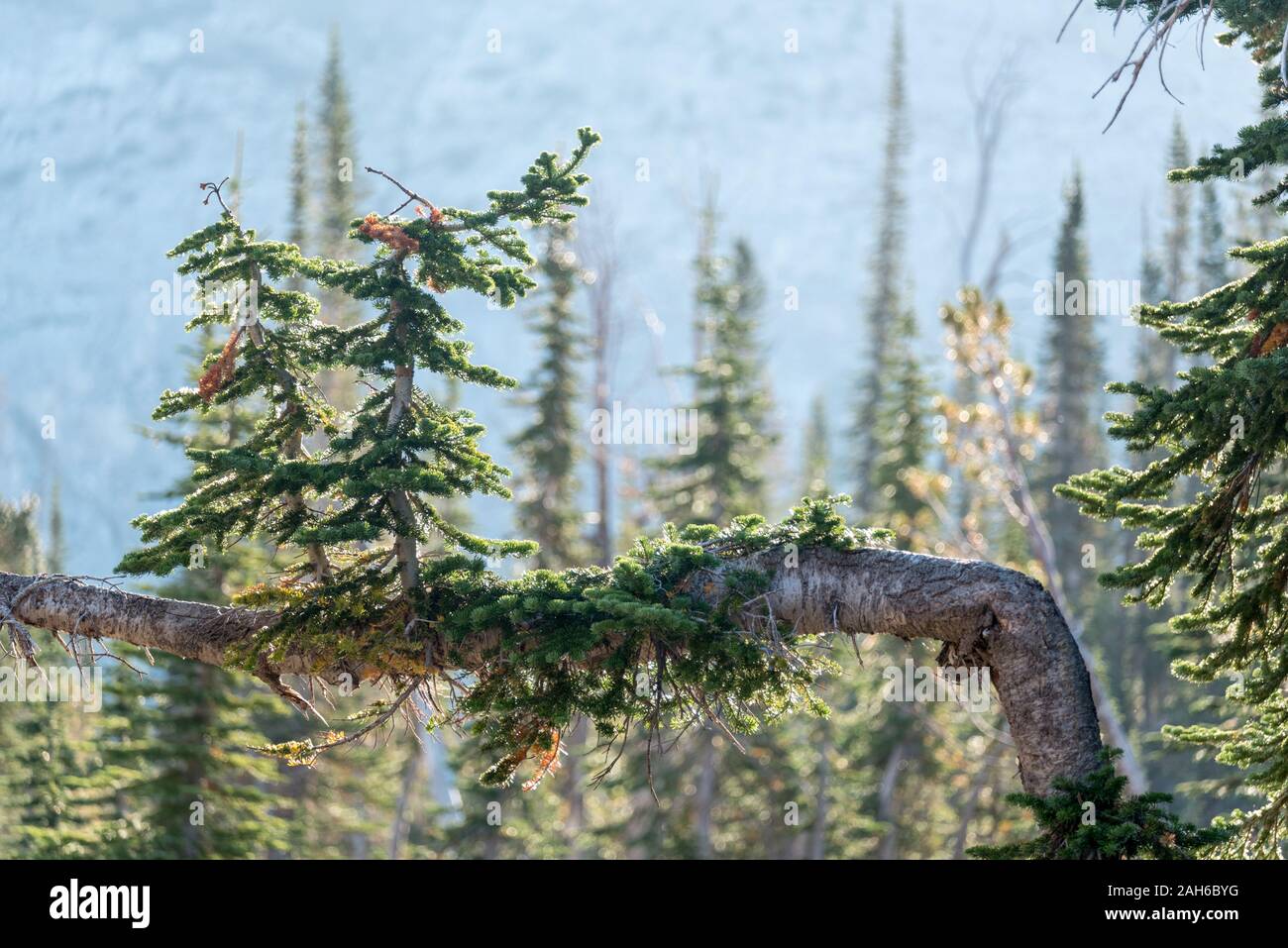 Struttura piegata, Wallowa Mountains, Oregon. Foto Stock