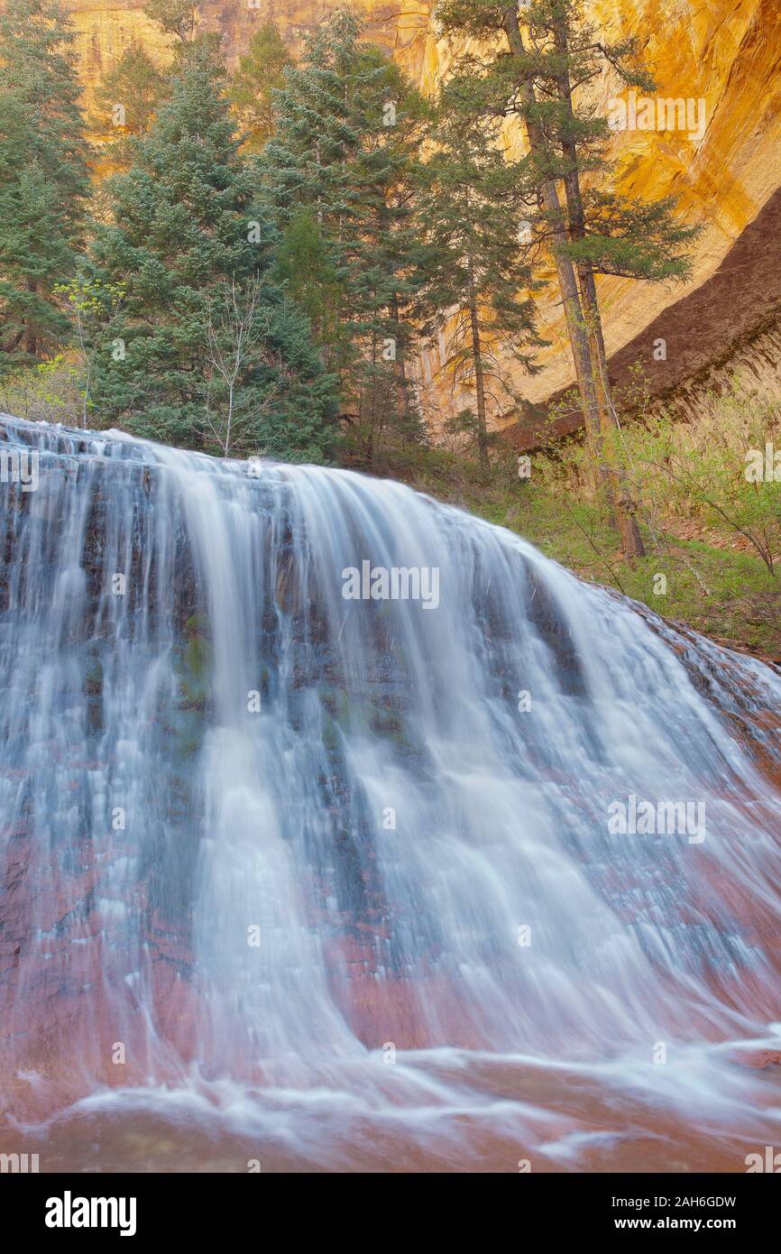 Cascata in primavera, forcella sinistra di North Creek, la metropolitana escursione al Parco Nazionale Zion, Utah Foto Stock