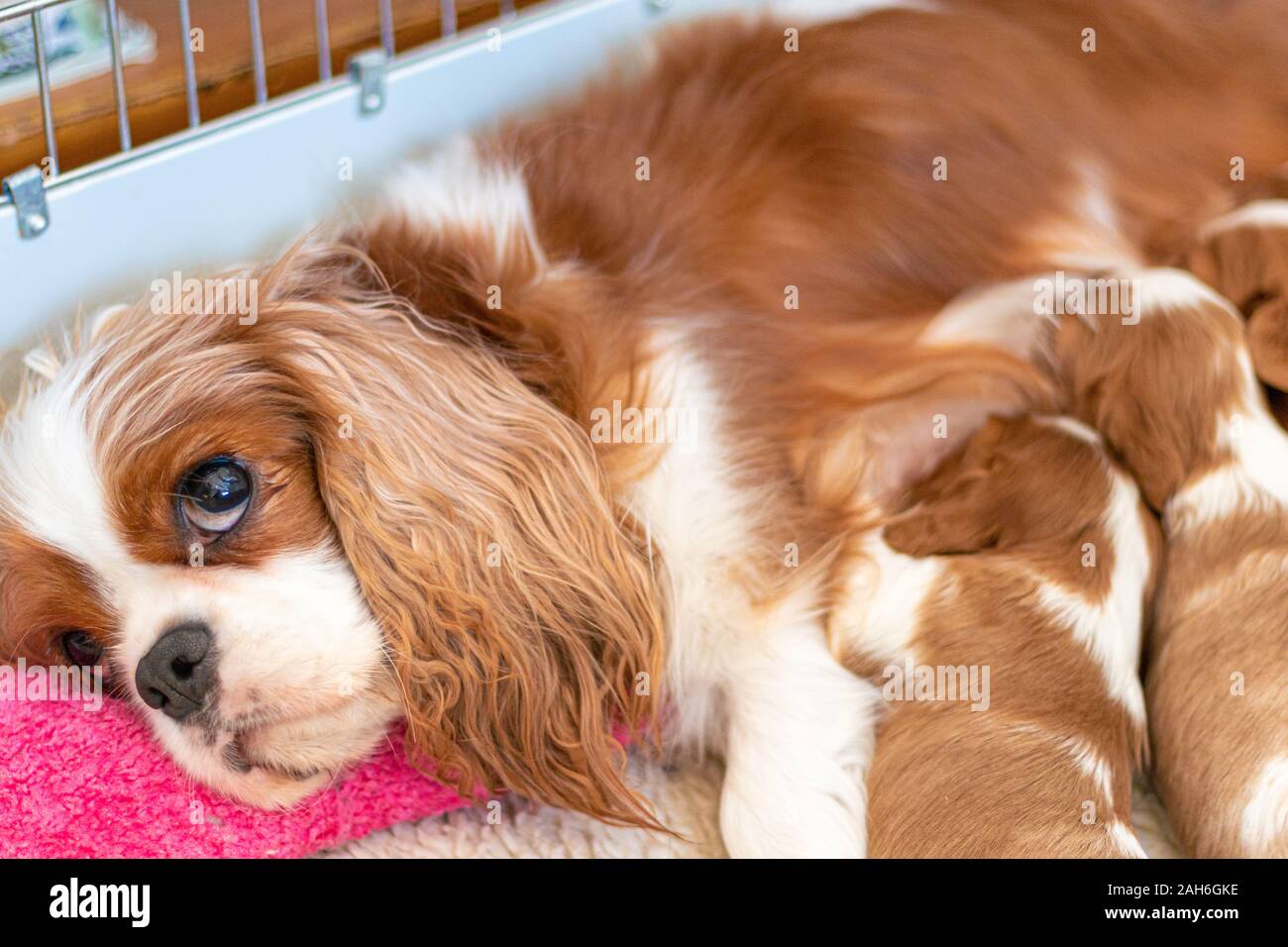 Una femmina di Cavalier King Charles Spaniel giace in un letto di cane allattava il neonato cuccioli. La madre appoggia la testa su un cuscino rosa per alimentazione, come t Foto Stock