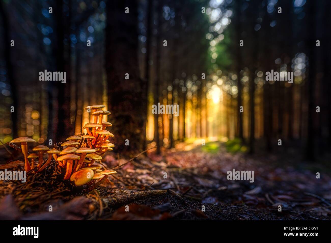 I funghi in una foresta a bella mistica luce d'autunno. Foto Stock