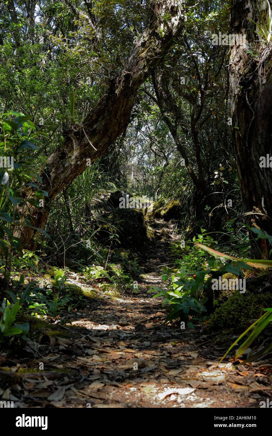 Escursione di un giorno, escursionismo e traccia i sentieri conducono attraverso la scenic Rangitoto Island Wildlife Sanctuary vicino a Auckland, Nuova Zelanda Foto Stock