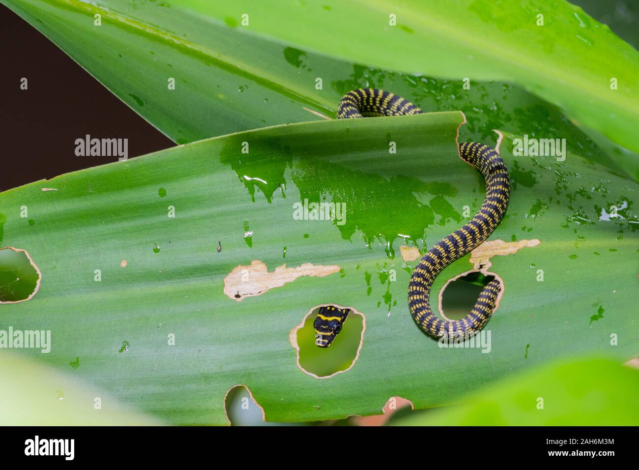 Nero e giallo listati piccolo serpente strisciando sulla foglia verde nella foresta Foto Stock