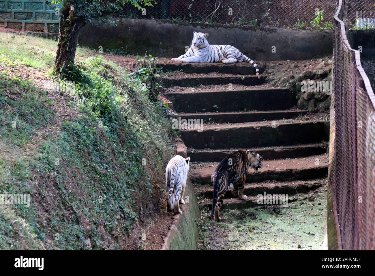 Tiger Of Nandanakan Zoological Park A Odisha, India. Foto Stock