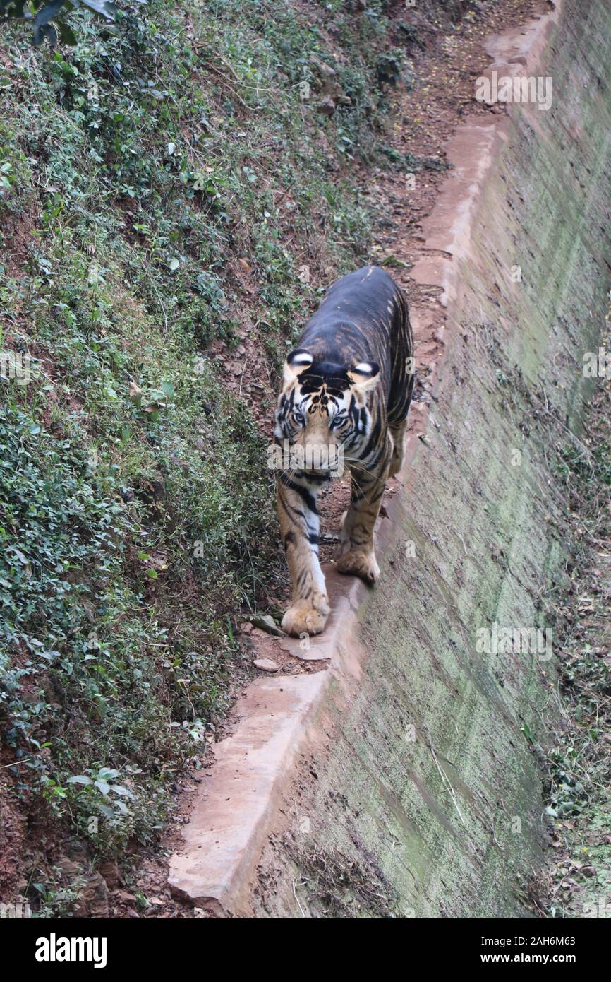 Tiger Of Nandanakan Zoological Park A Odisha, India. Foto Stock