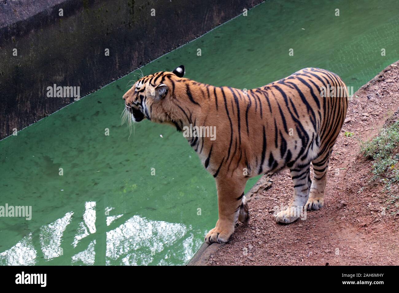 Tiger Of Nandanakan Zoological Park A Odisha, India. Foto Stock