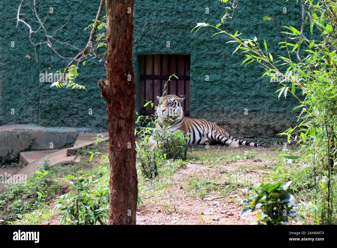 Tiger Of Nandanakan Zoological Park A Odisha, India. Foto Stock