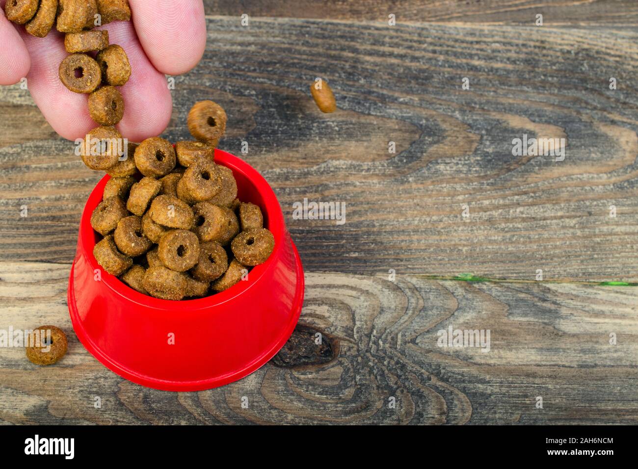 Le mani umane pour croccante secco alimenti per gatti in rosso coppa in plastica che si trova sul pavimento in legno o tavolo. Close-up. Foto Stock
