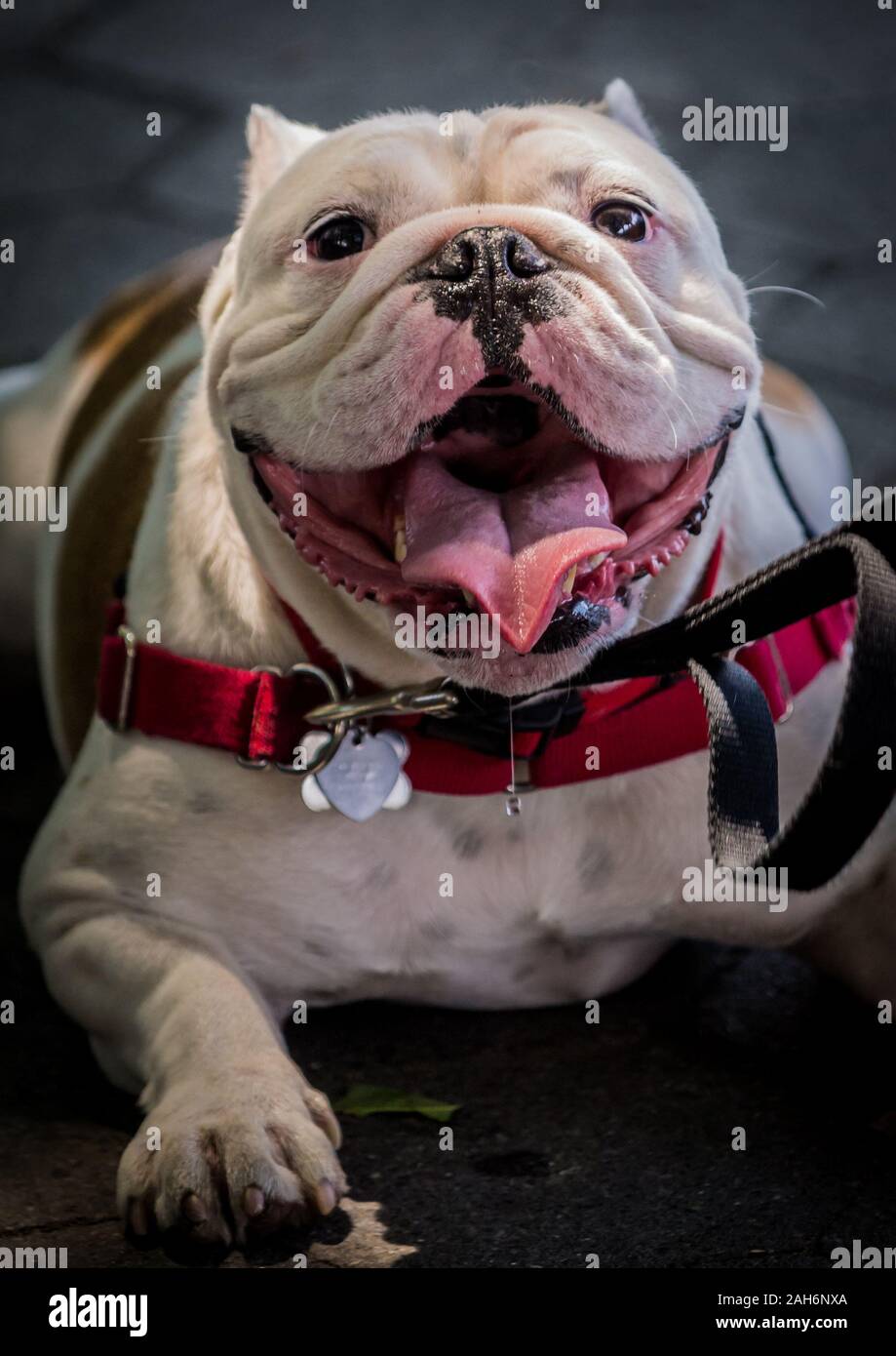 Primo piano di un bulldog bianco seduto a terra e la panoramica Foto Stock