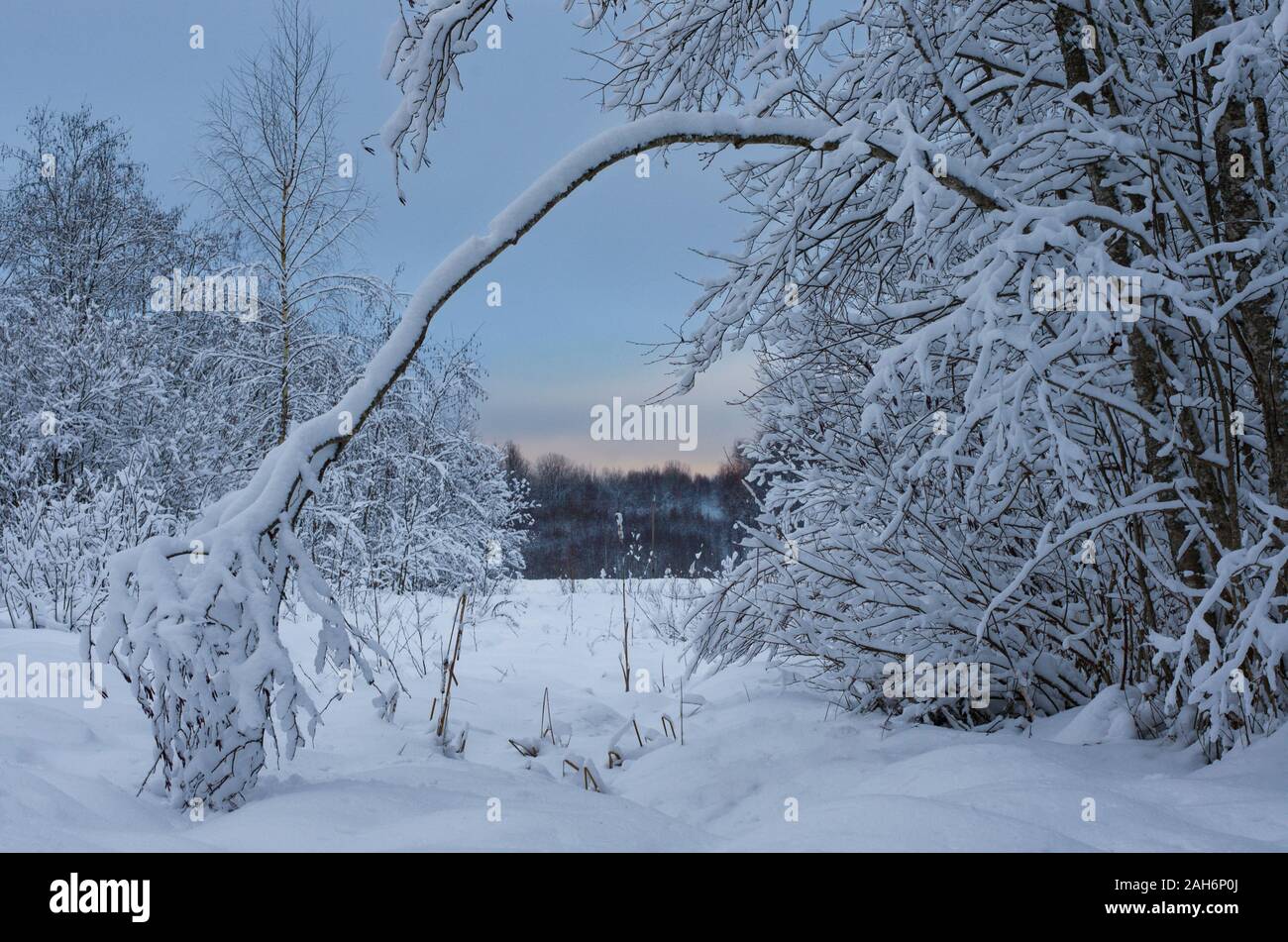 Sera paesaggio invernale con una struttura ricurva e cespugli coperti di neve in inverno forest Foto Stock