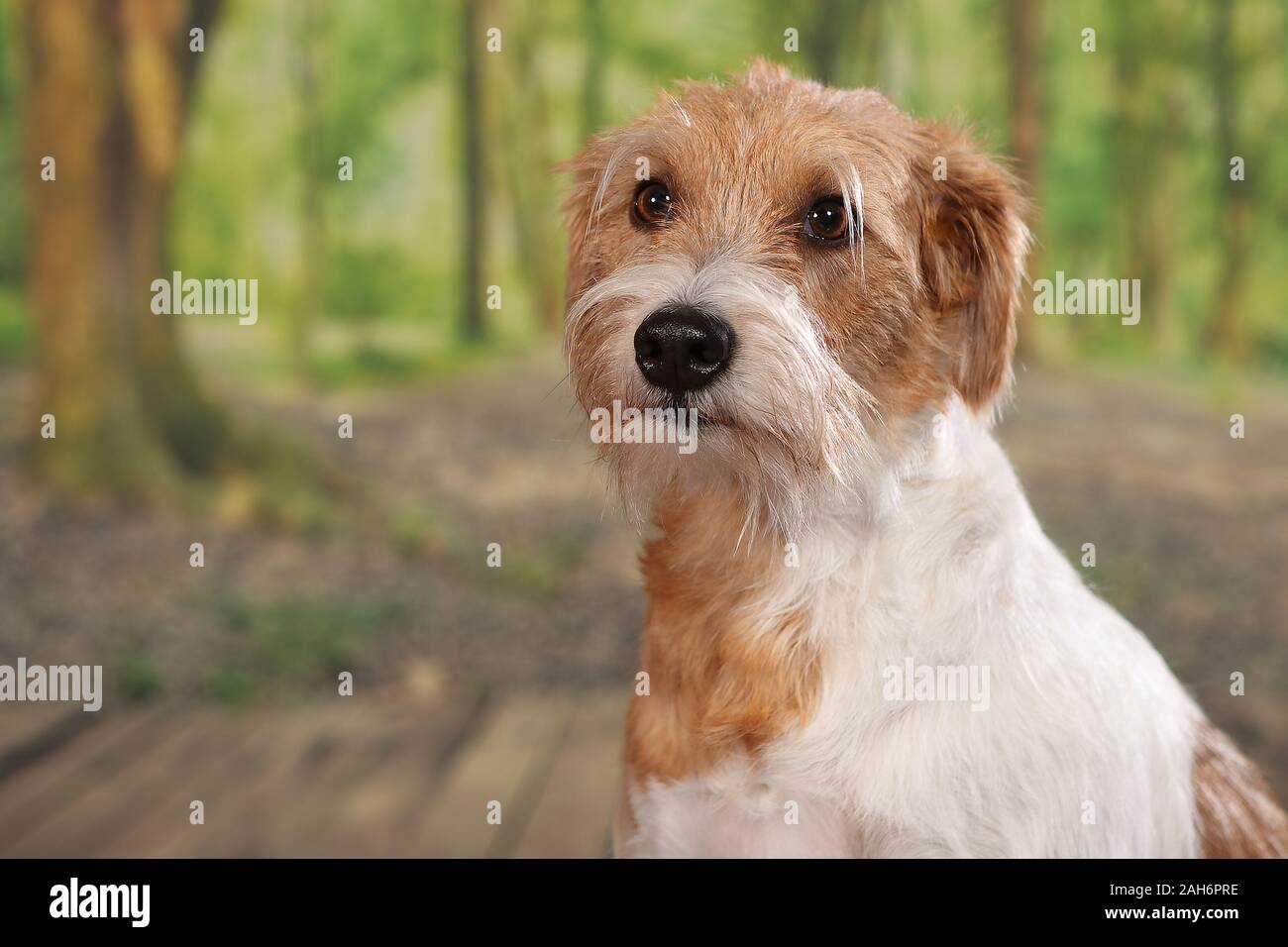 Kromfohrlander cane che posano per una foto in studio Foto Stock