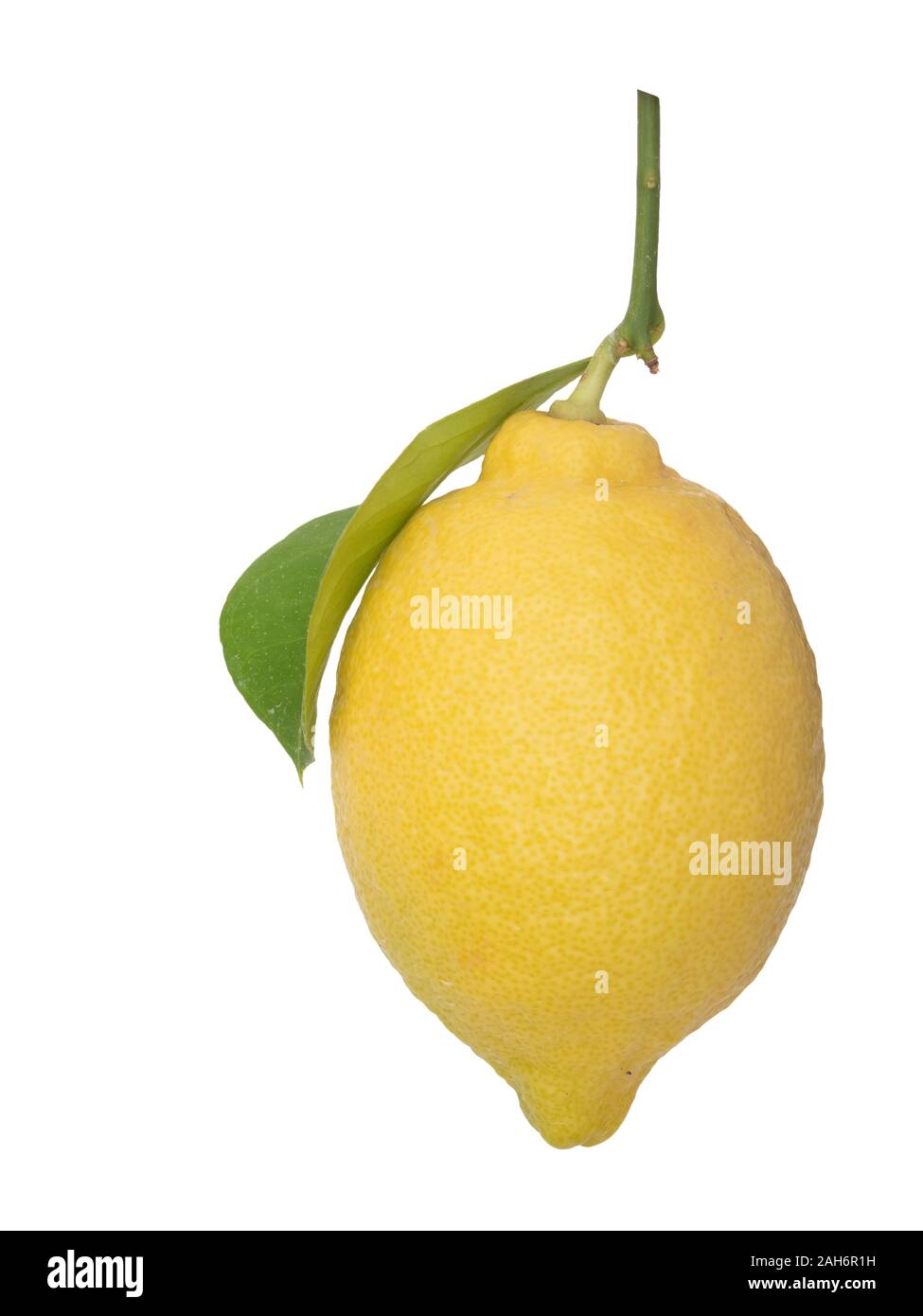 Unico maturi non trattate di limone, verticale, con foglia verde isolato su sfondo bianco. Naturale, unwaxd. Foto Stock