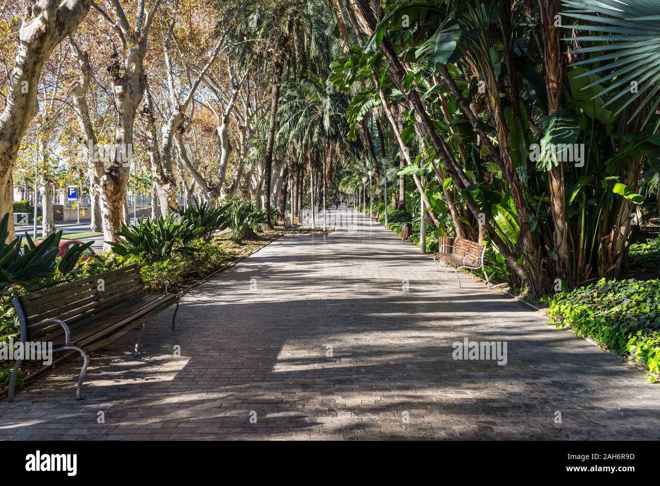 Vista in Malaga parco con palme e alberi di piano del Paseo del Parque in Spagna a Malaga, l'Europa. Foto Stock