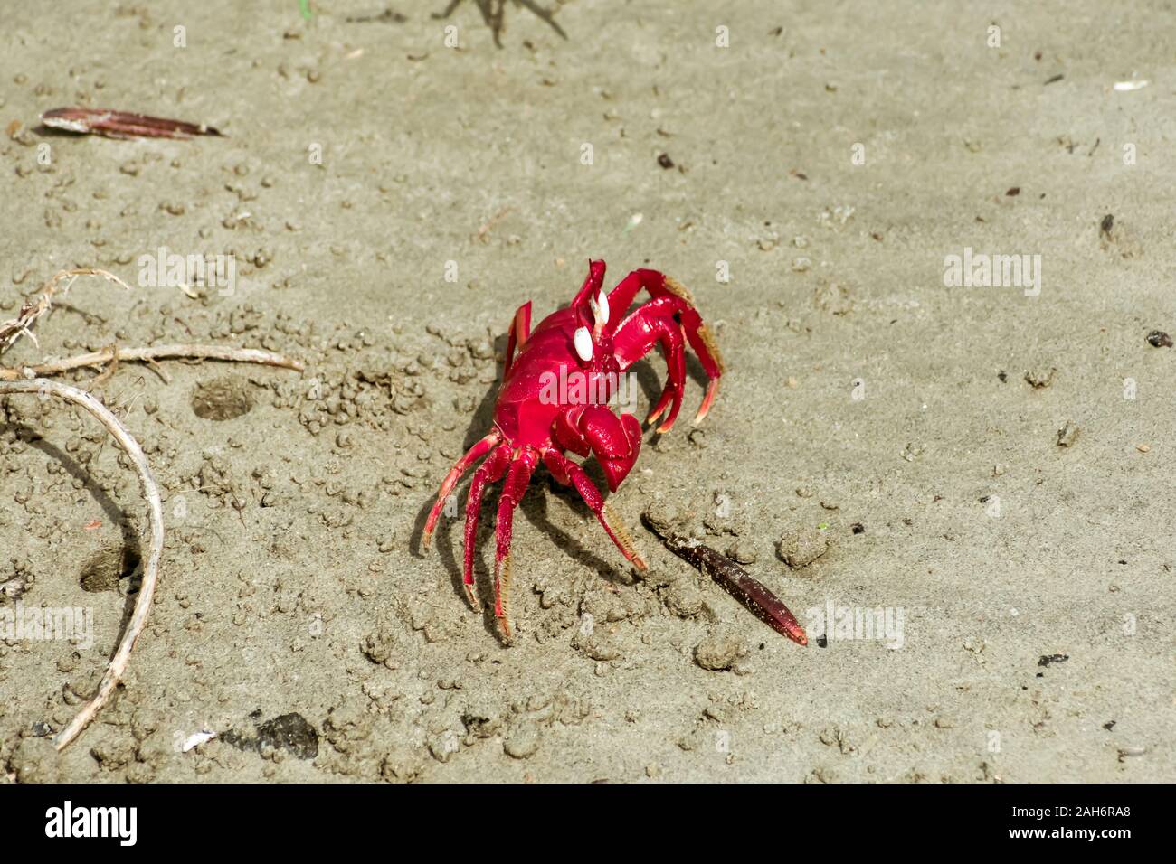 Isola di Natale granchio rosso (Gecarcoidea natalis), una terra Brachyura granchio rosso o crazy ant crostacei Specie Gecarcinidae che è endemica di Natale è Foto Stock