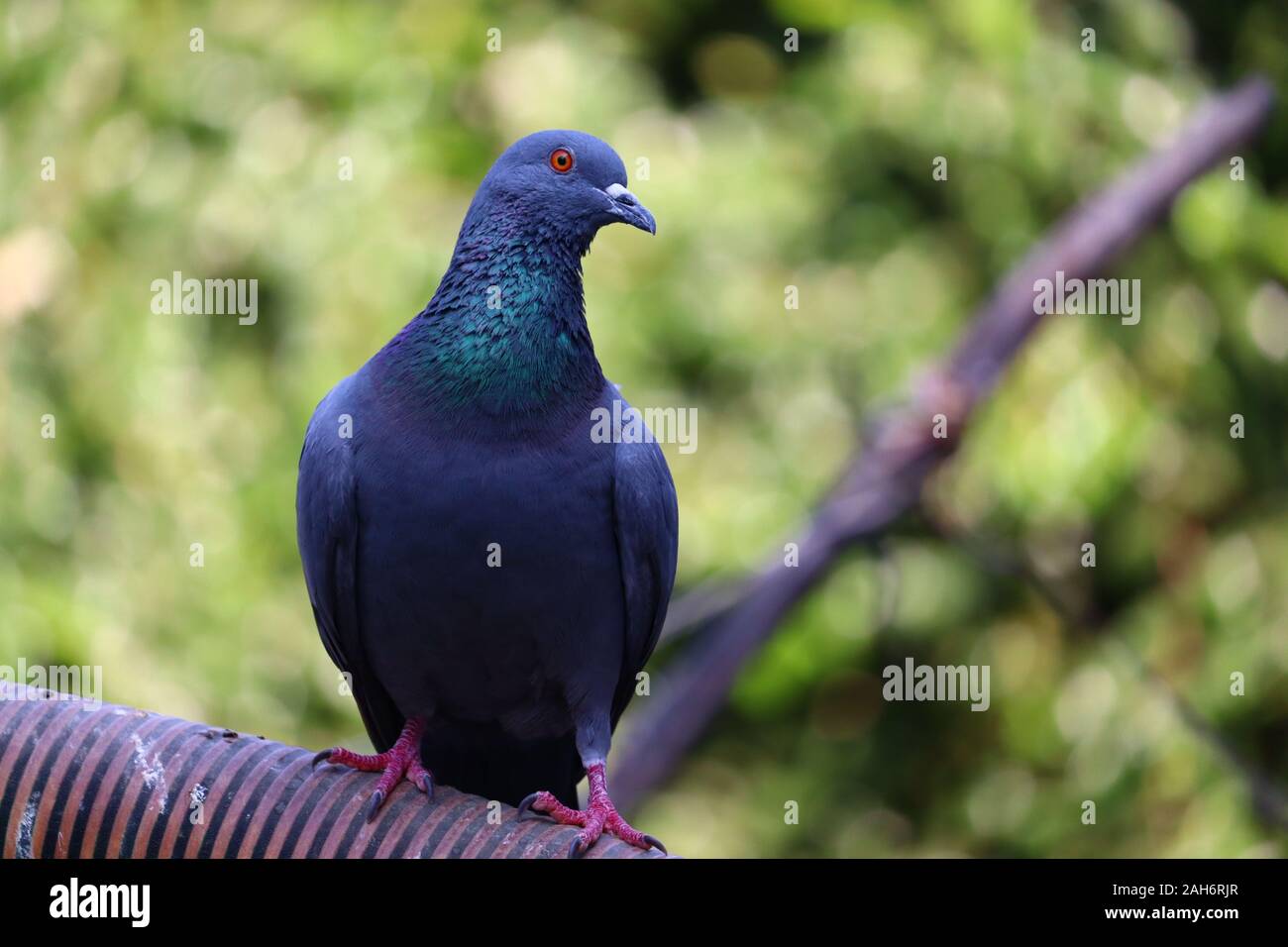 Vista frontale del volto di roccia Pigeon faccia a faccia.homing pigeon, piccione viaggiatore o domestico piccione messenger. Foto Stock