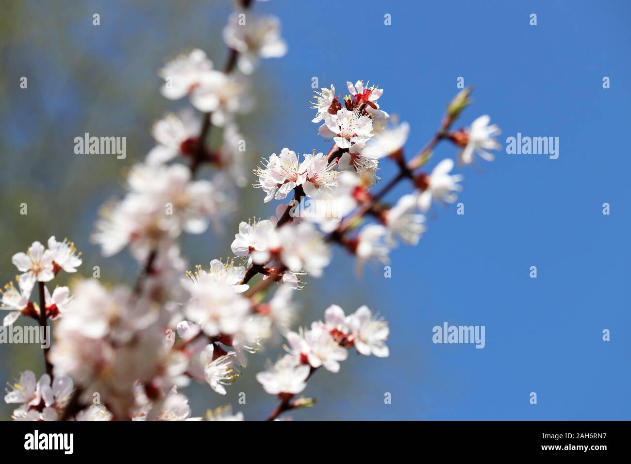 La fioritura dei ciliegi in Primavera. Rosa sakura fiori su un ramo contro il cielo blu chiaro, sfondo romantico Foto Stock