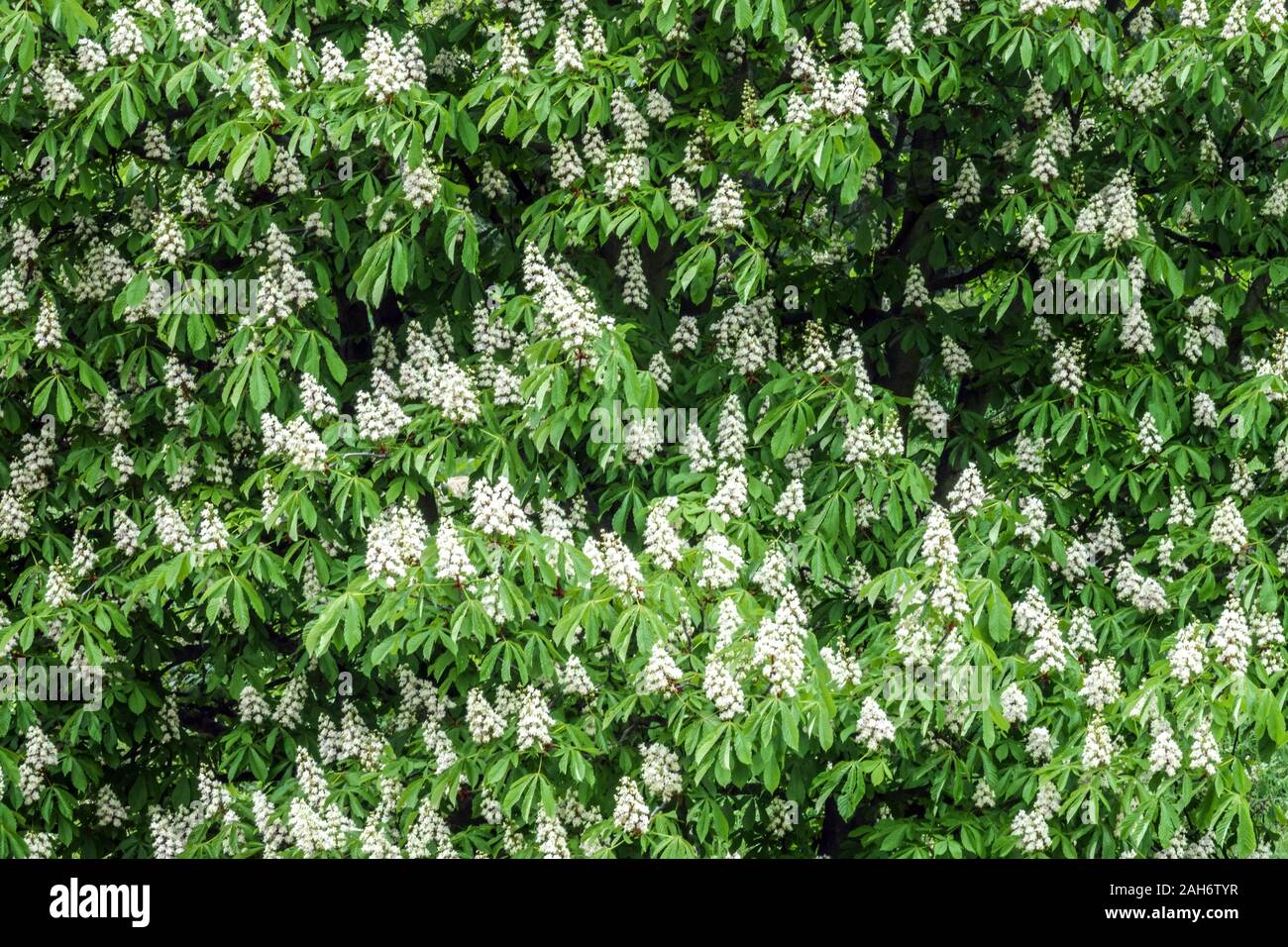 Cavallo castagno fiori Aesculus hippocastanum sfondo bianco verde Foto Stock