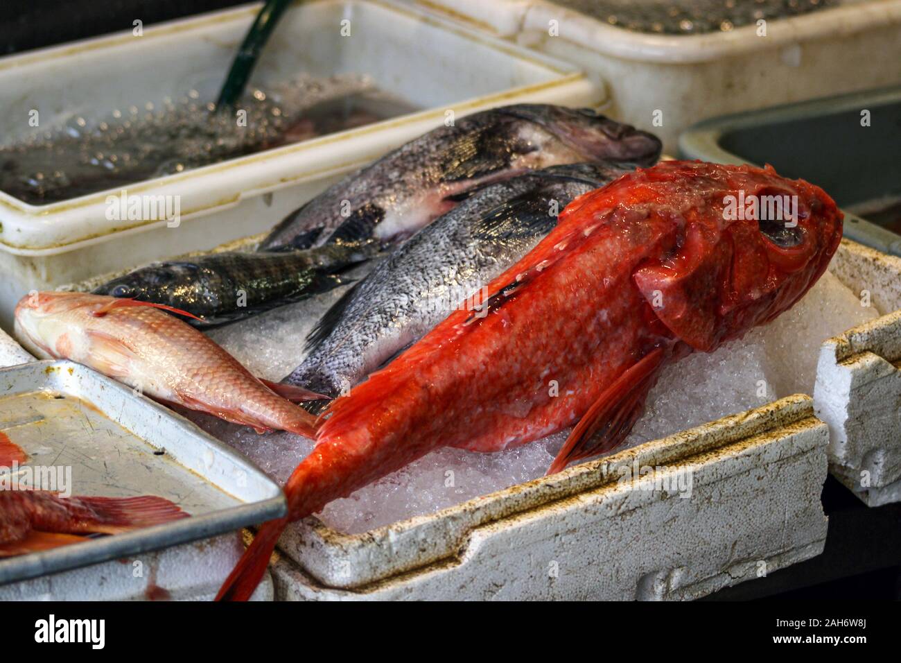 Il pesce per la vendita in San Francisco Chinatown, Stati Uniti d'America Foto Stock