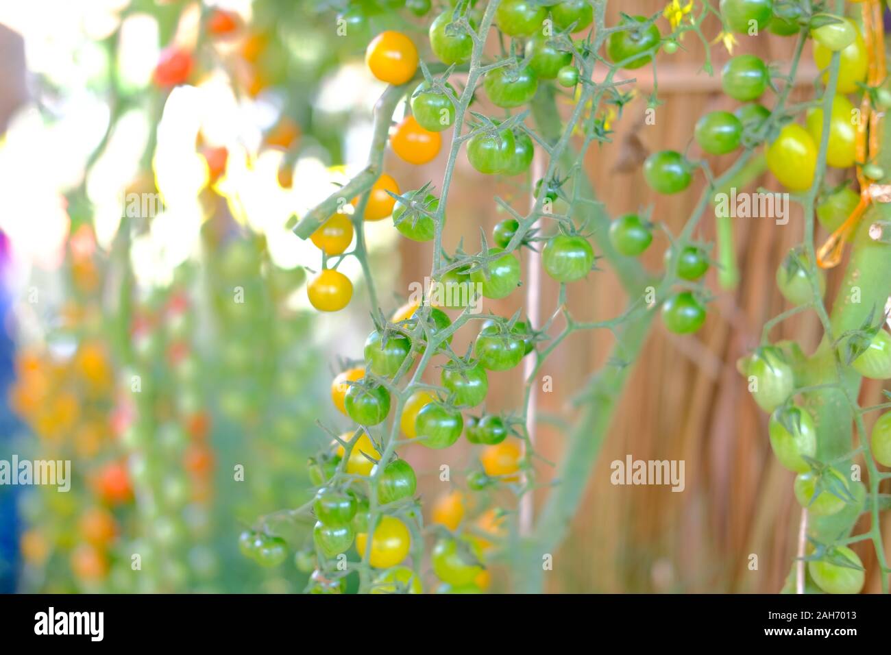Pianta di pomodoro che cresce in giardino vegetale farm Foto Stock