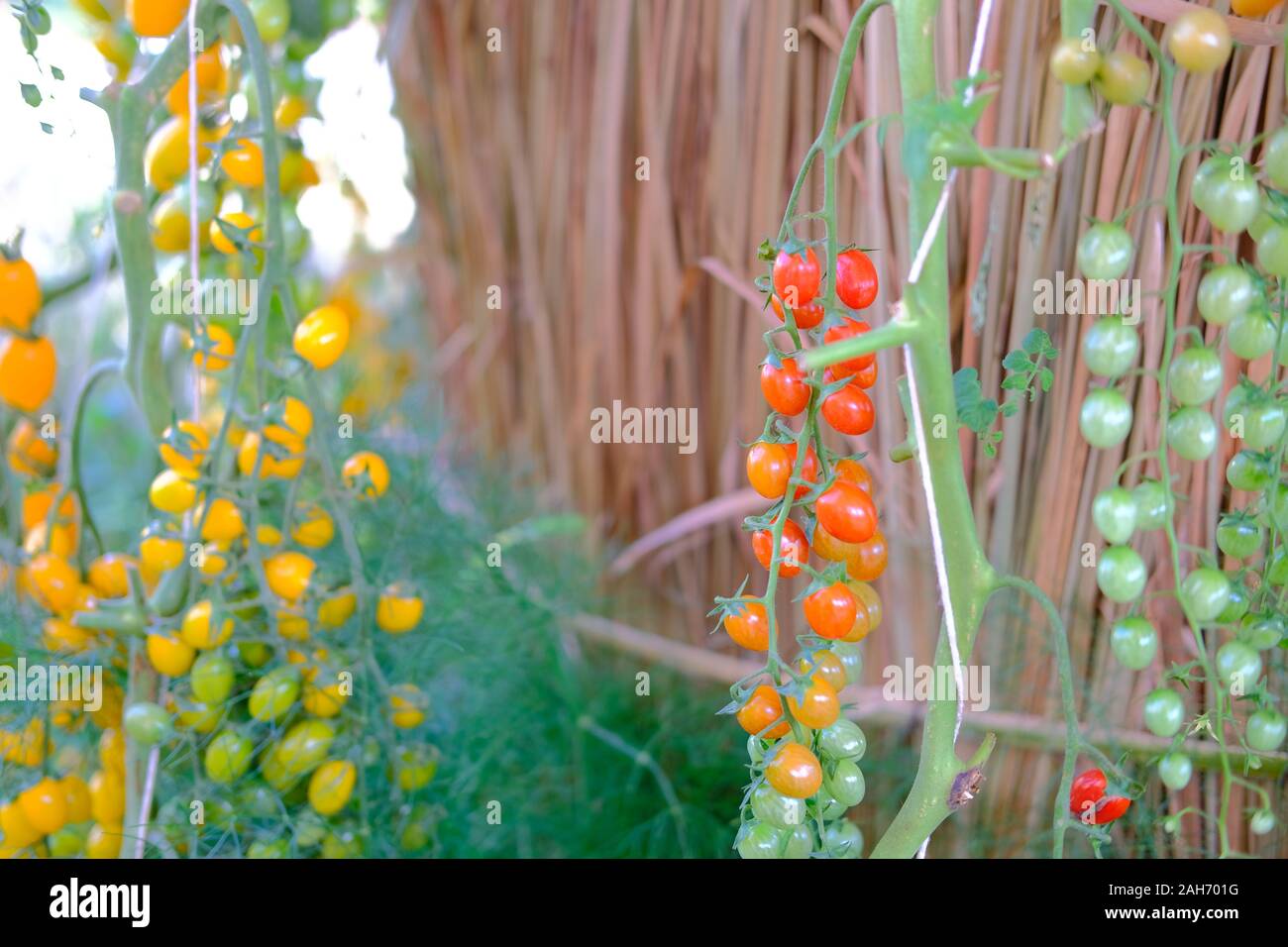 Pianta di pomodoro che cresce in giardino vegetale farm Foto Stock