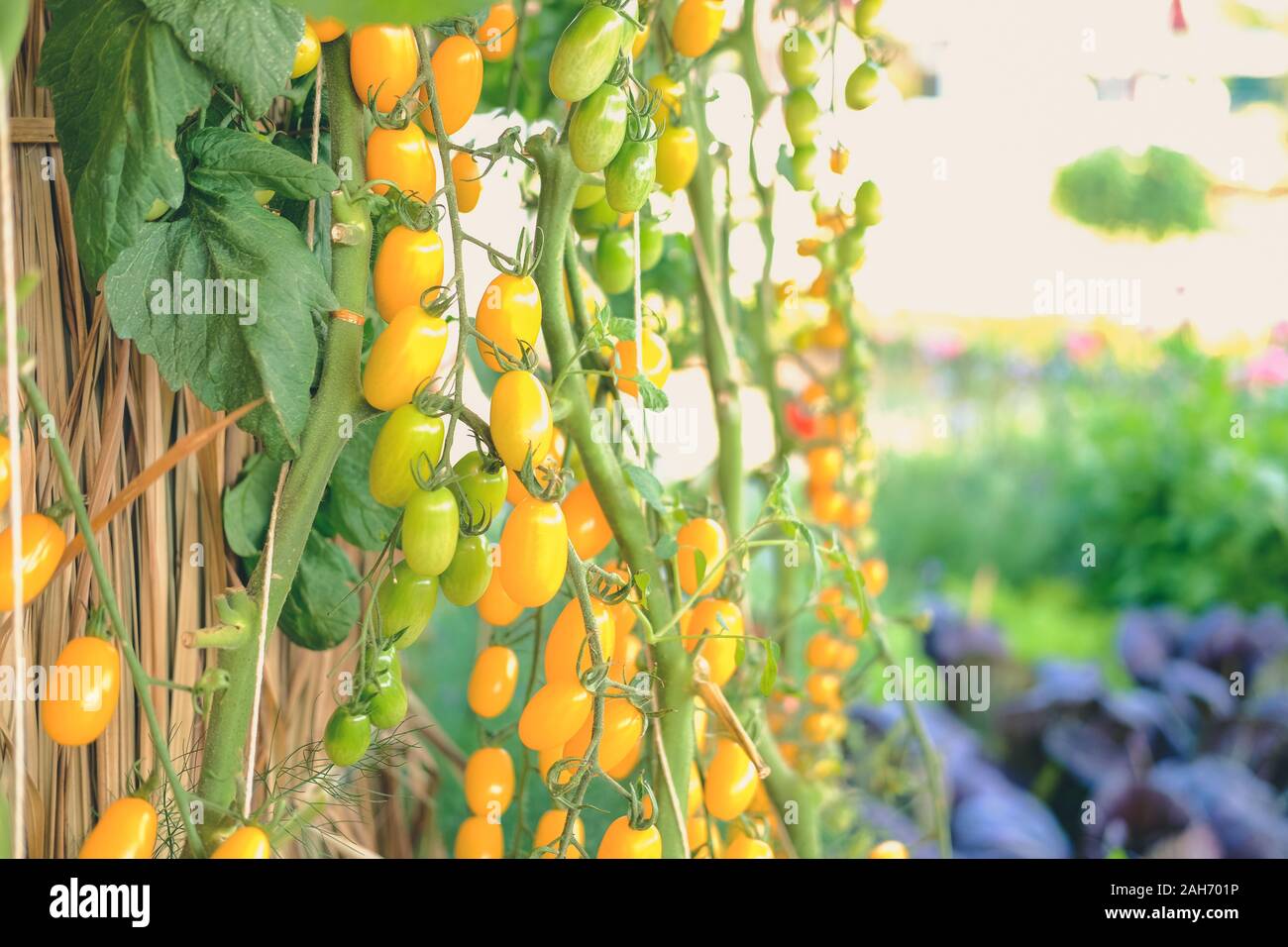 Pianta di pomodoro che cresce in giardino vegetale farm Foto Stock