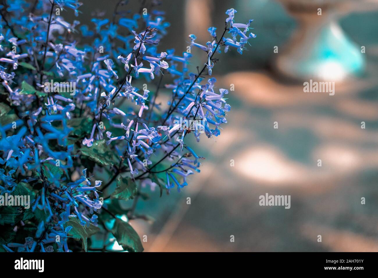 Fioritura viola fiore nel giardino. flora nel parco Foto Stock