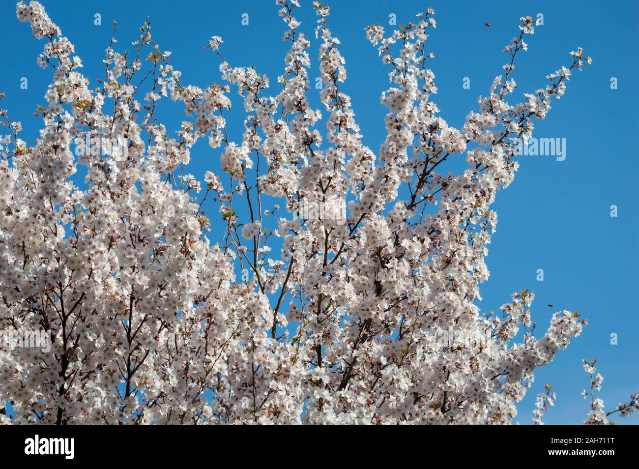 Isolato fiore di ciliegio e di api nella primavera del London, Regno Unito Foto Stock