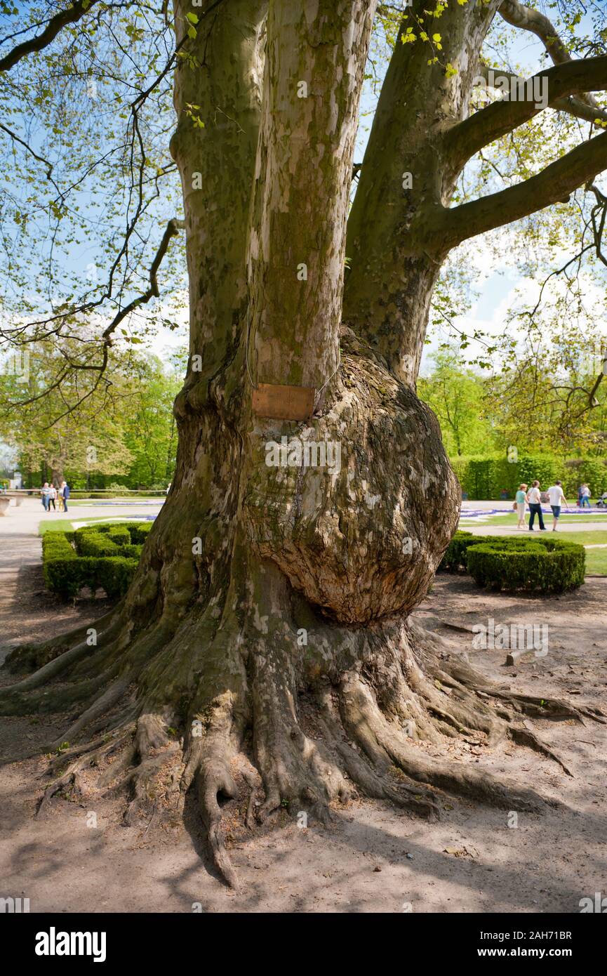 Platanus acerifolia giant vecchio albero nel ornamentali giardino barocco accanto a Radziwiłł's Palace di Nieborów in Polonia, Europa, primo piano tree qui. Foto Stock