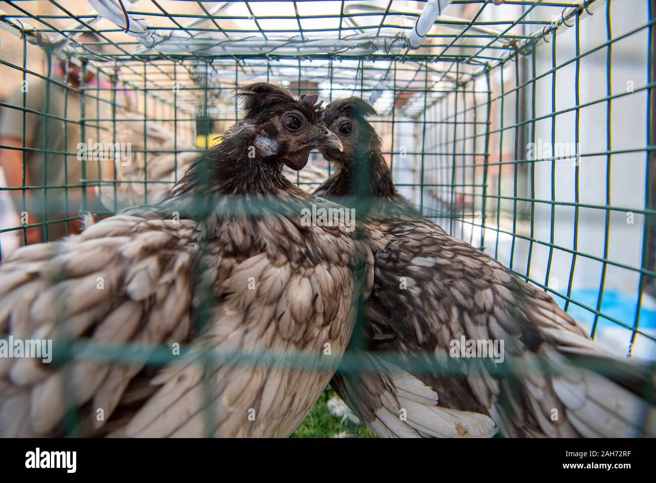 Galline cinesi in gabbia. Uova galline, galline in allevamento industriale gabbie Foto Stock