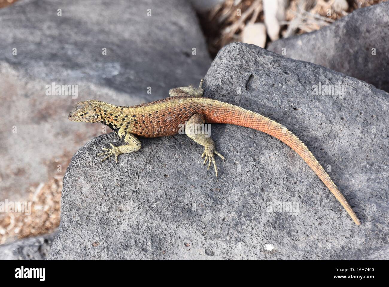 La piccola lucertola di lava Microlophus delanonis seduto su di una pietra Foto Stock