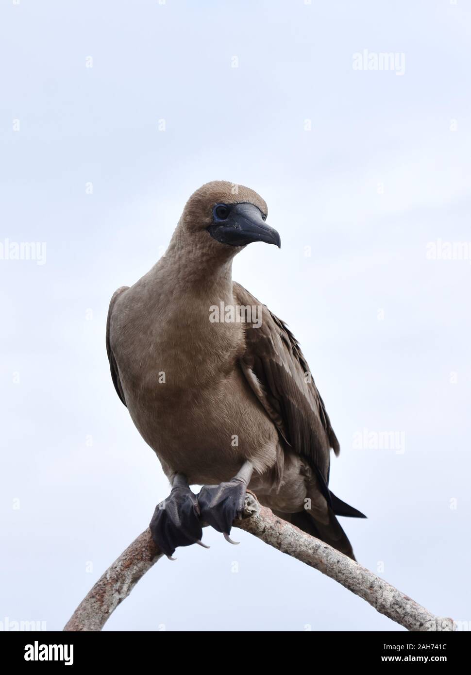 I capretti rosso-footed booby sula sula seduto su un ramo Foto Stock