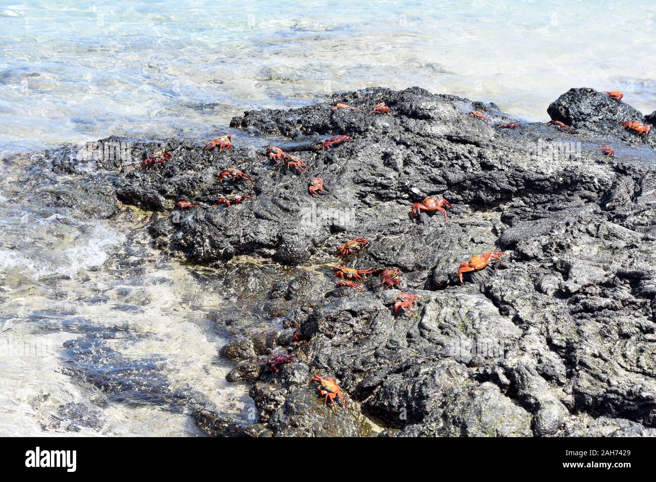 Sally lightfoot granchi Grapsus grapsus sulle rocce in riva al mare Foto Stock