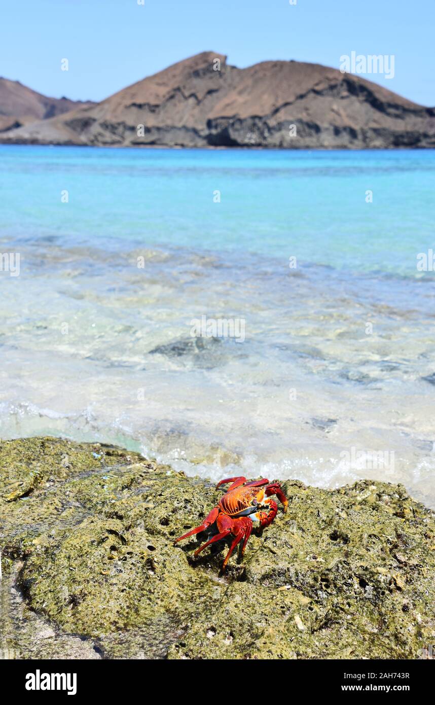 Sally lightfoot crab Grapsus grapsus nella parte anteriore del paesaggio di montagna su Galapagos Foto Stock