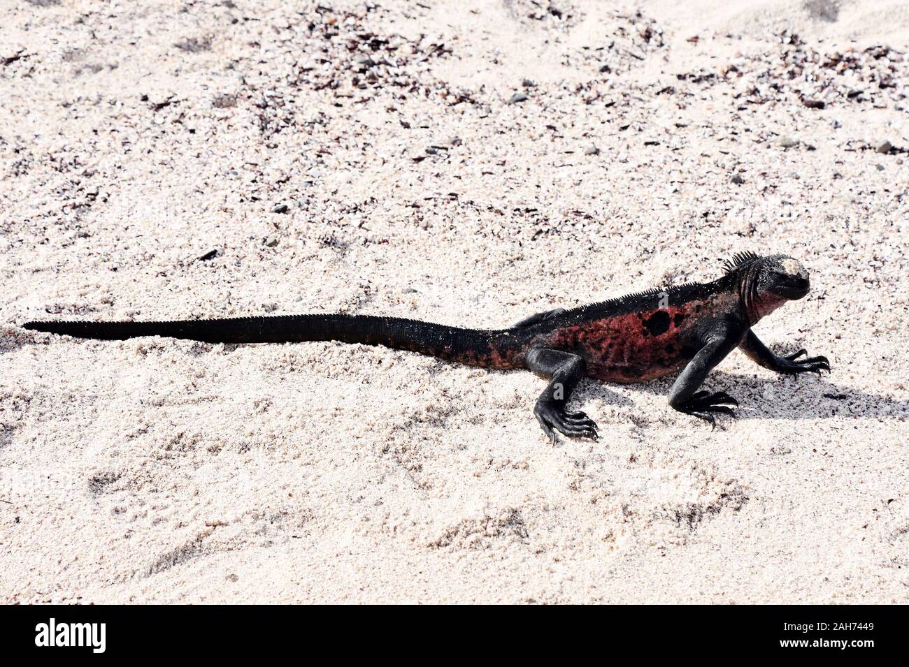 Marine iguana Amblyrhynchus cristatus camminando su di una spiaggia di sabbia Foto Stock