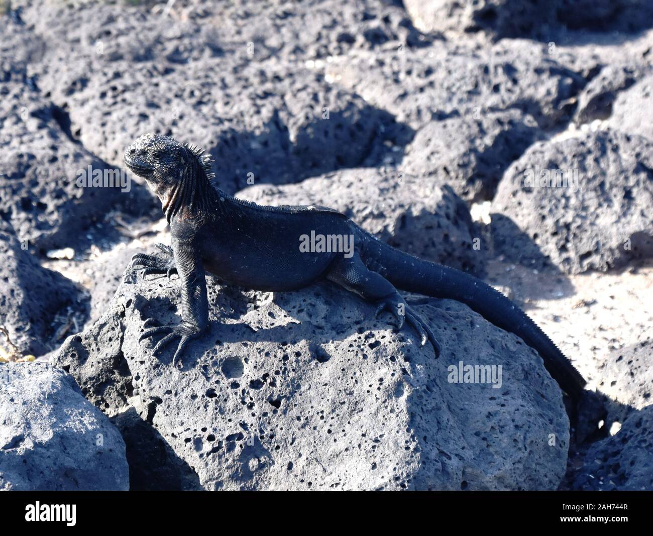 Marine iguana Amblyrhynchus cristatus seduto su una roccia in fase di riscaldamento al sole Foto Stock