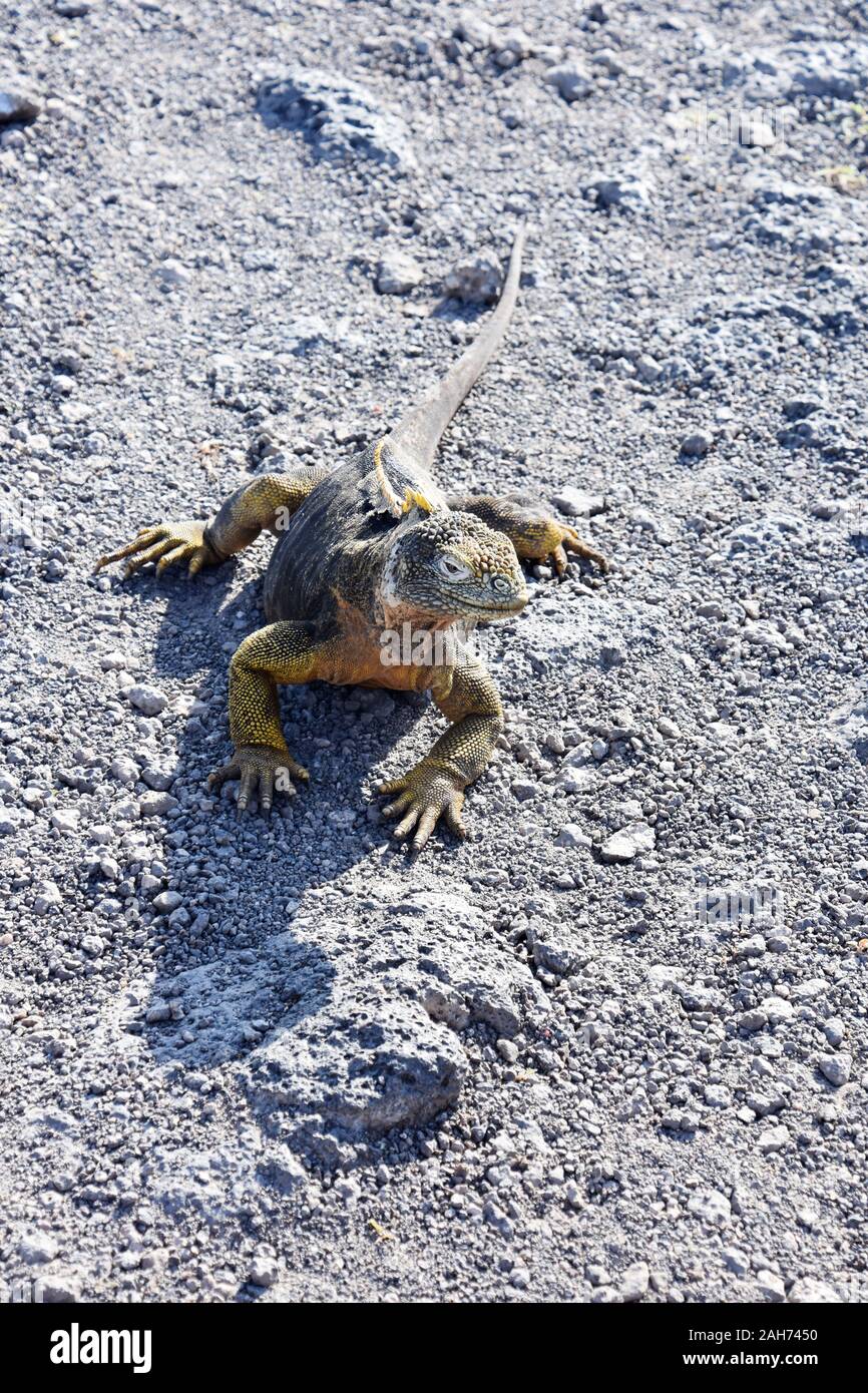 Terra Galapagos iguana Conolophus subcristatus camminando sulla ghiaia Foto Stock