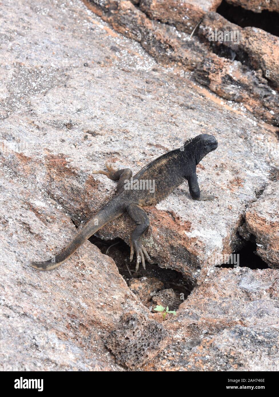 Marine iguana Amblyrhynchus cristatus seduto su una roccia in fase di riscaldamento al sole Foto Stock