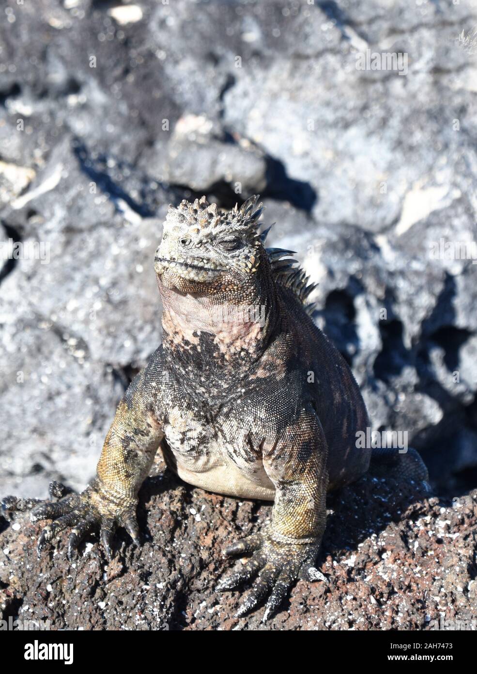 Marine iguana Amblyrhynchus cristatus seduto su una roccia in fase di riscaldamento al sole Foto Stock