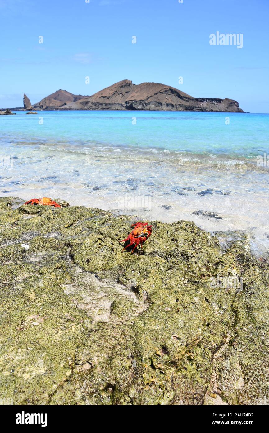 Sally lightfoot crab Grapsus grapsus nella parte anteriore del paesaggio di montagna su Galapagos Foto Stock