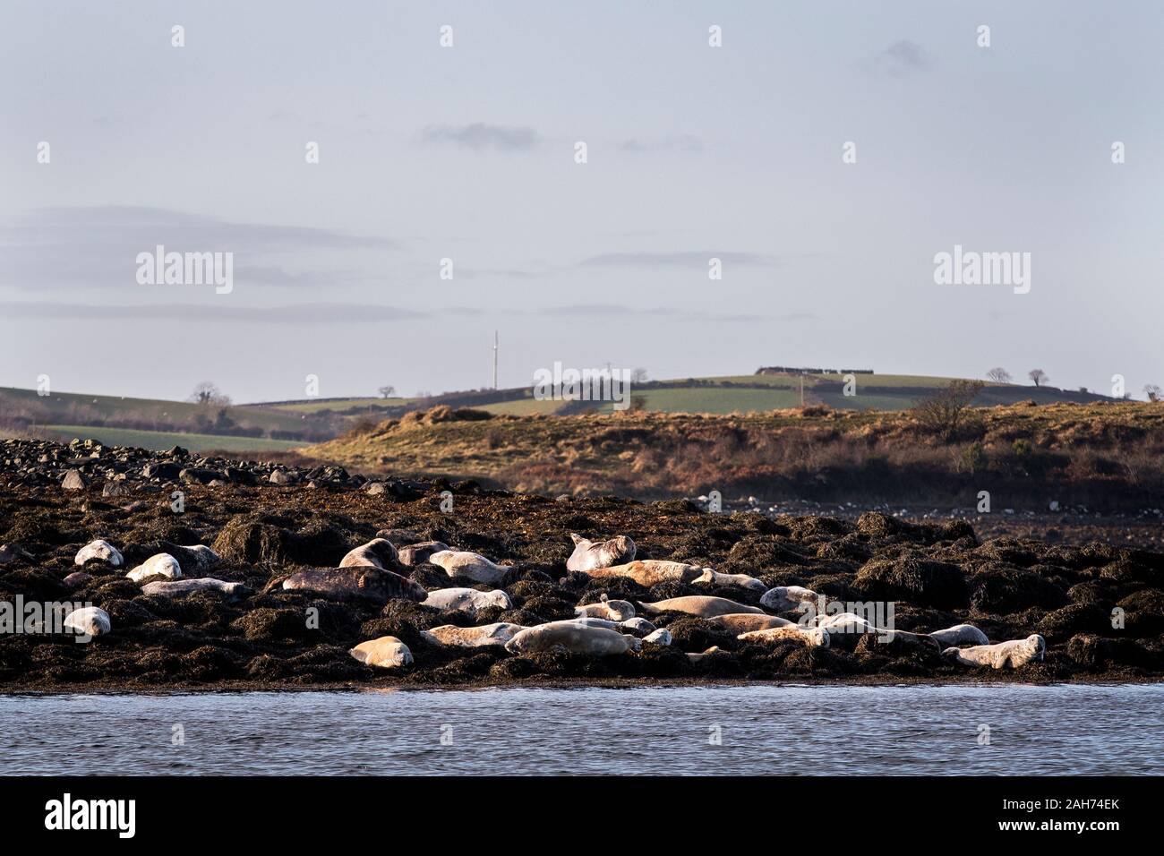 Le foche grigie crogiolarsi al sole e distendersi in acqua a Green Island Rock appena fuori White Rock a Strangford Lough. Hugh Thurgate, National Trust leader Ranger per Strangford Lough e la penisola ARDS, e il suo team di Rangers hanno monitorato la popolazione di foche grigie nel lough e hanno registrato un numero record di foche grigie nascite quest'anno. Foto Stock