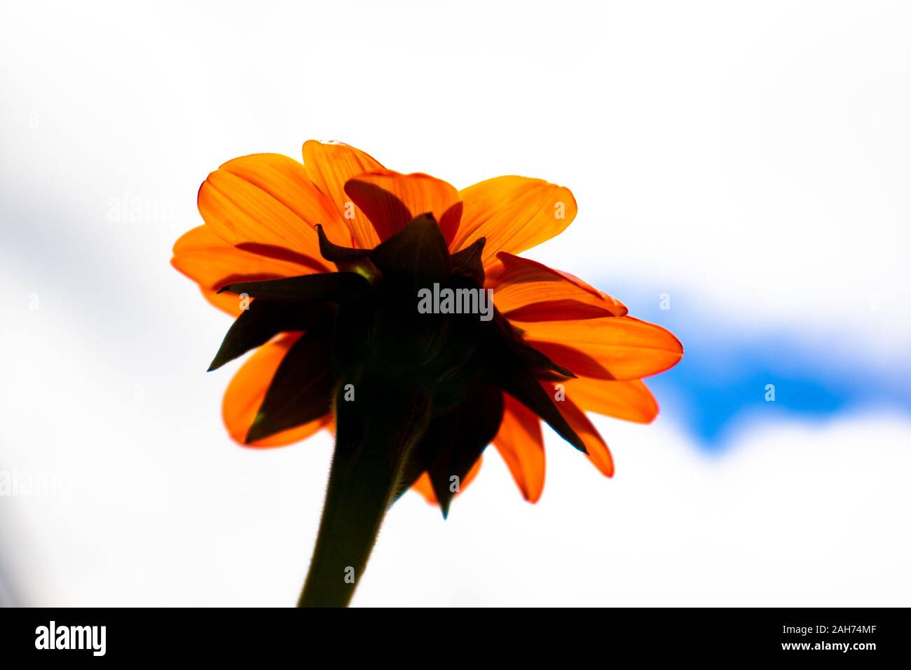 Daisy Orange vista da sotto il fiore Foto Stock